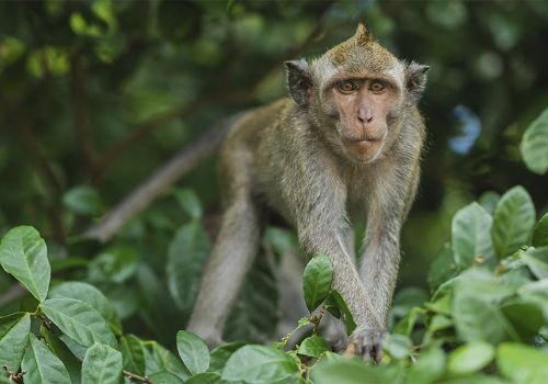 Forêt des Singes dans le lot