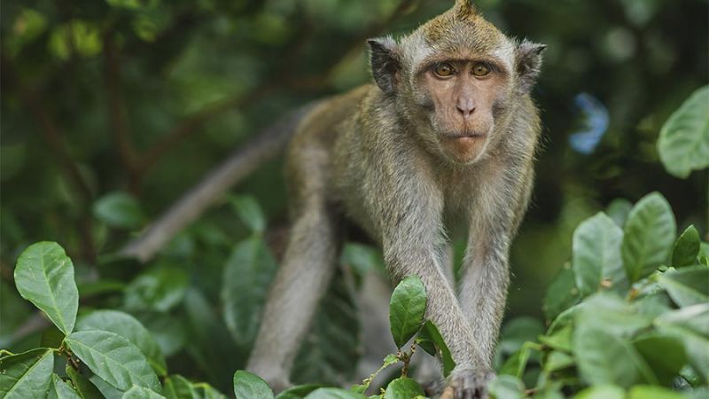 Forêt des Singes dans le lot