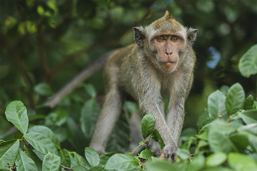 Forêt des Singes dans le lot