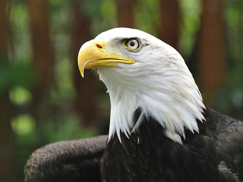 Rocher des Aigles dans le lot