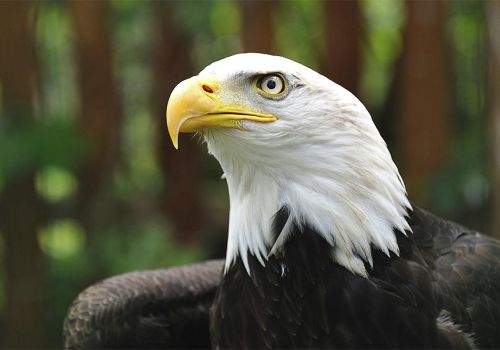 Rocher des Aigles dans le lot