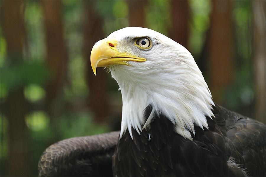 Rocher des Aigles dans le lot