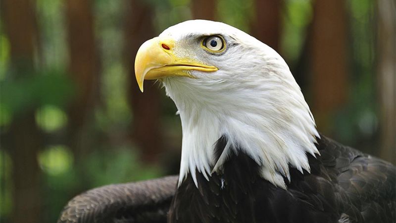 Rocher des Aigles dans le lot