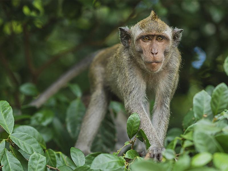 Forêt des Singes dans le lot